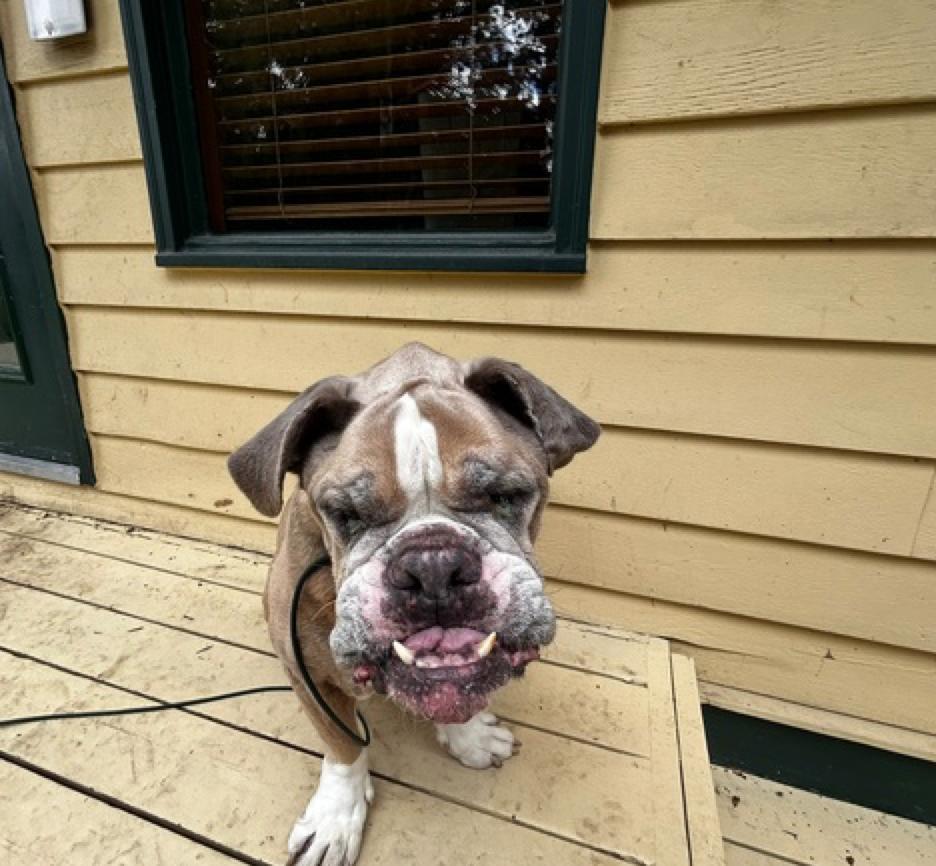 Louie, Adoptable, Senior Male Boxer & Bulldog.