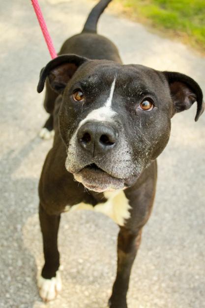 Enlarge Pip, a Adoptable mixed breed in Ona, WV image 2/5
