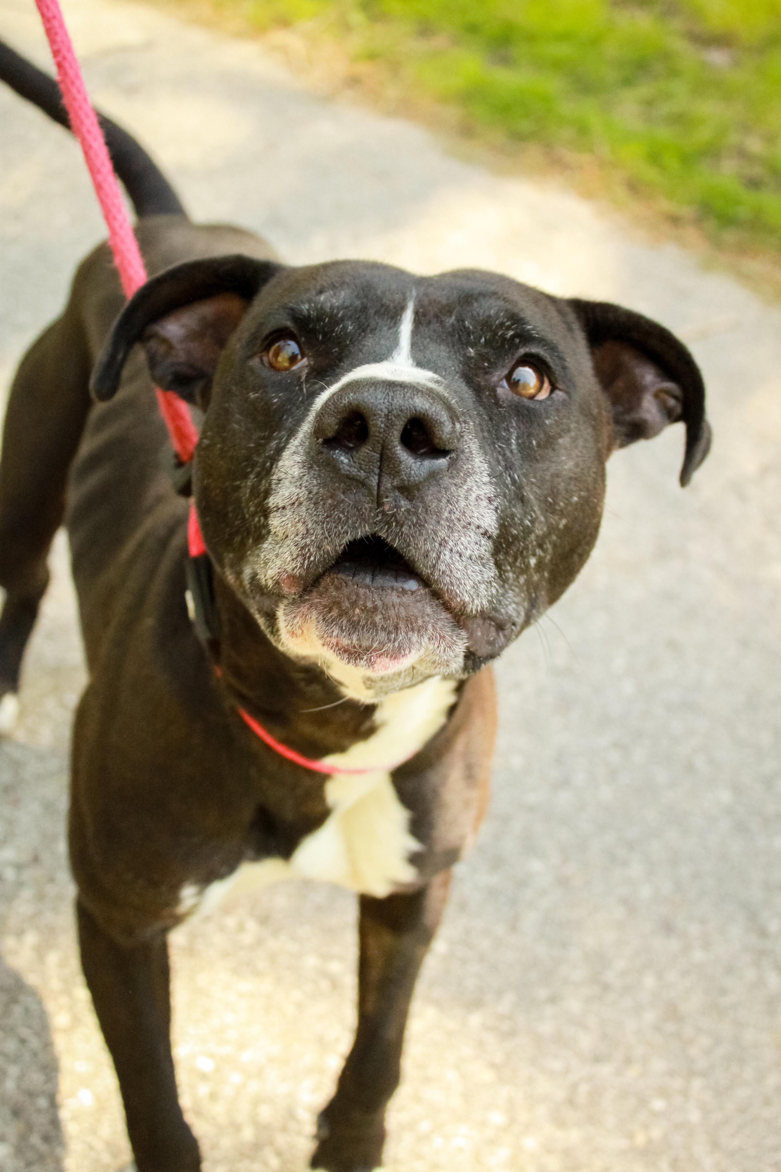 Enlarge Pip, a Adoptable mixed breed in Ona, WV image 4/5