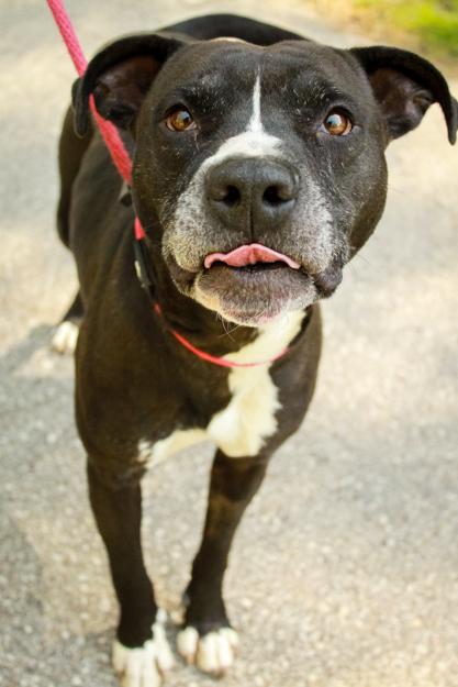 Enlarge Pip, a Adoptable mixed breed in Ona, WV image 3/5