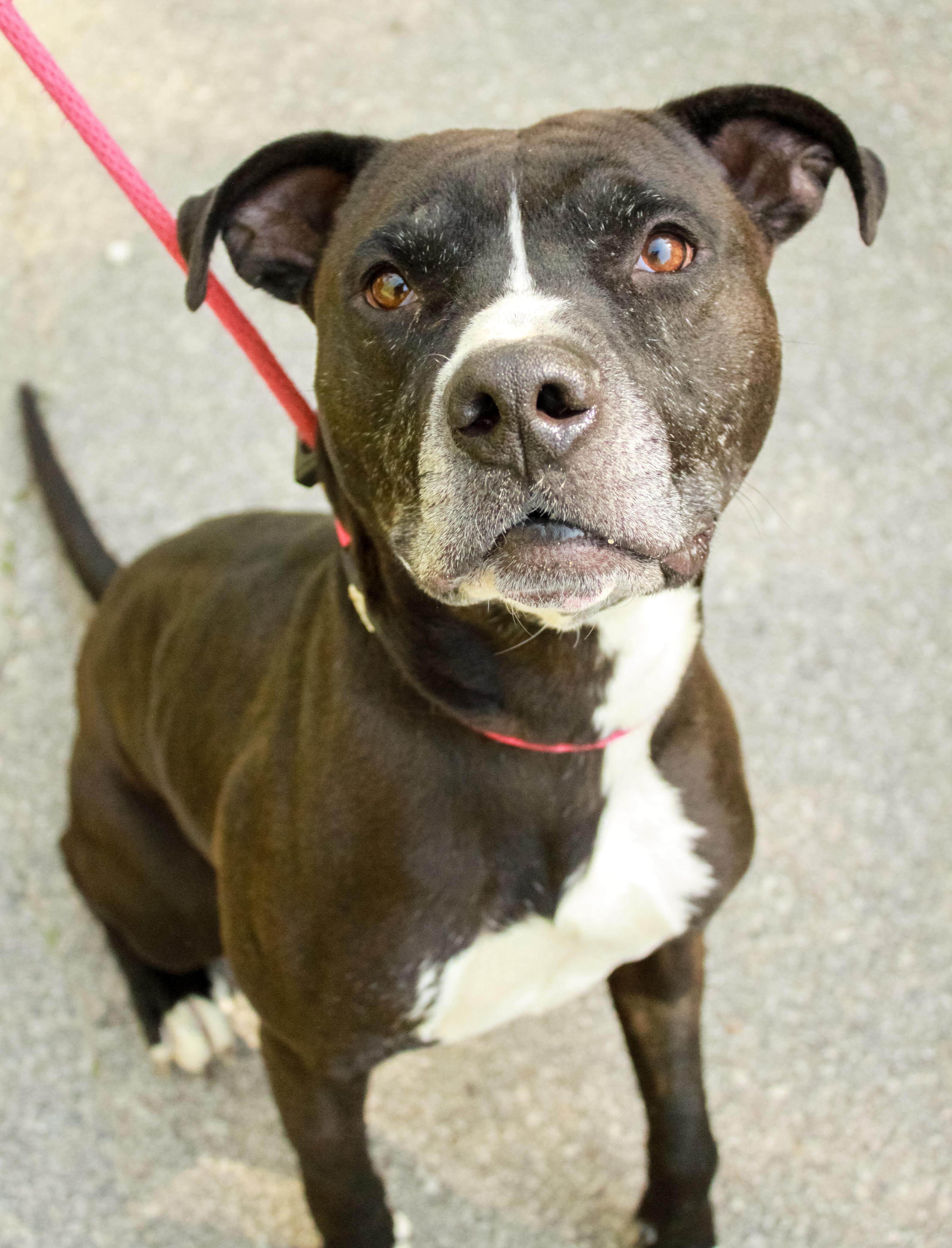Pip, Adoptable, Adult Male Pit Bull Terrier.
