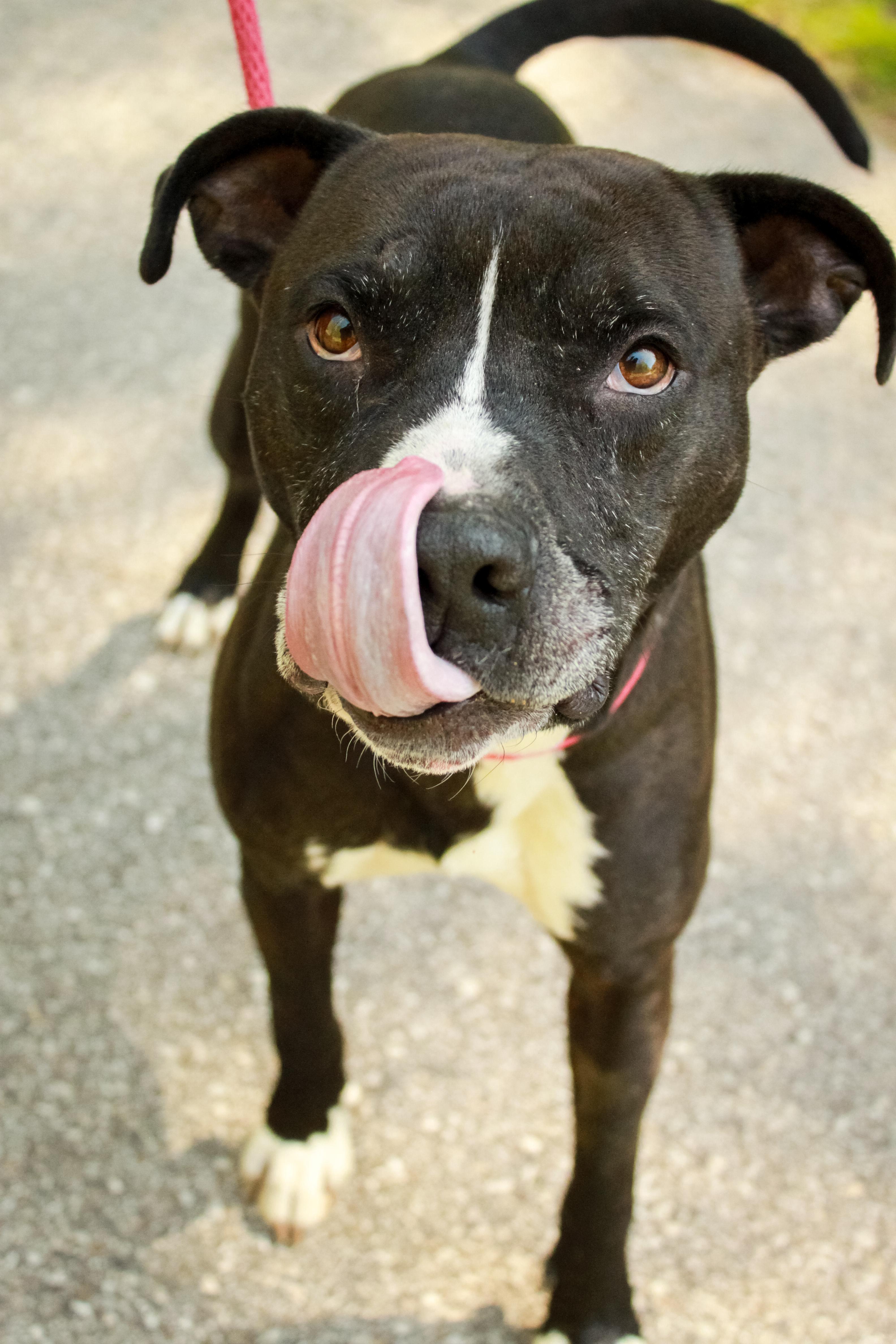 Enlarge Pip, a Adoptable mixed breed in Ona, WV image 5/5