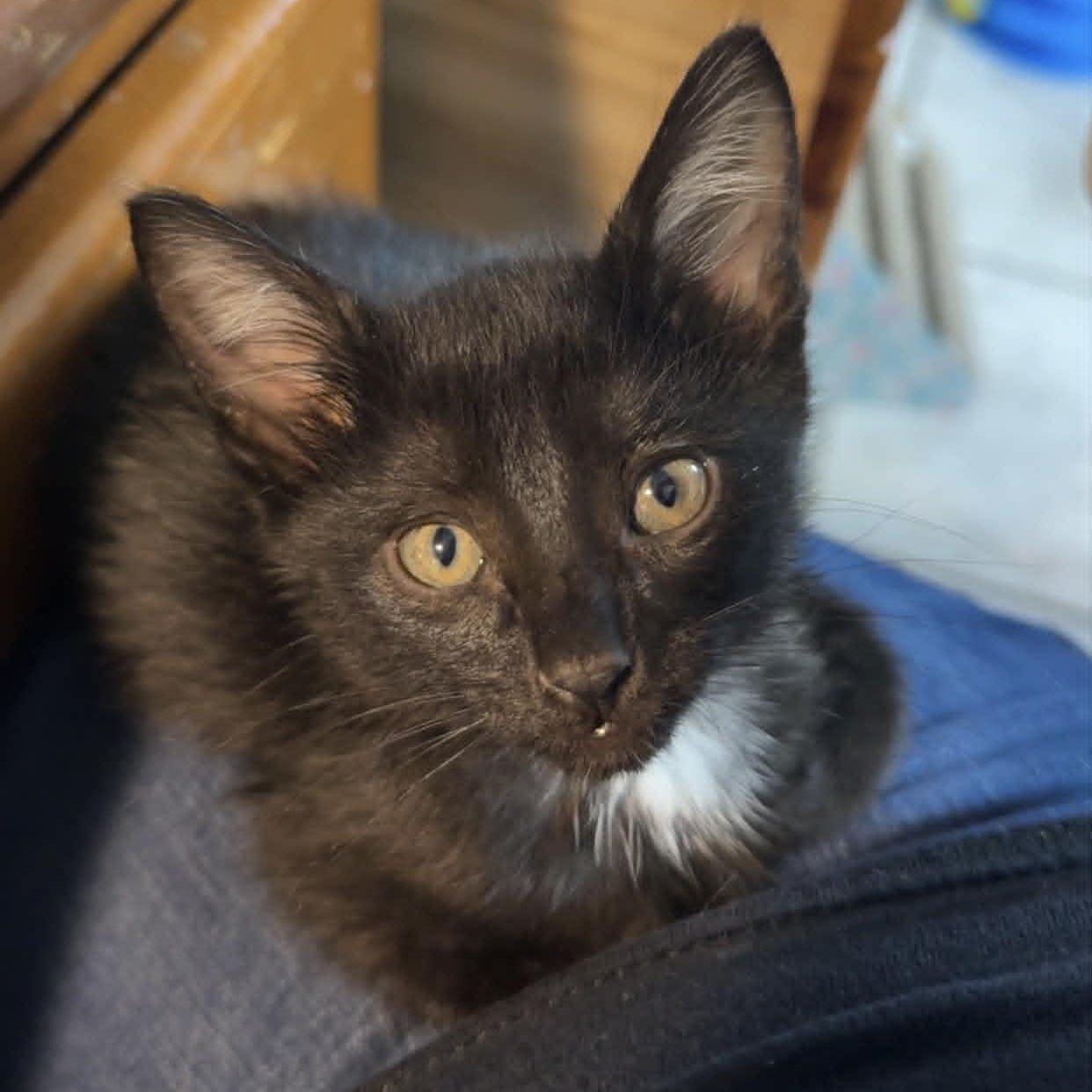 Enlarge Grub, a ADOPTABLE Domestic Short Hair in Colcord, OK image 4/4