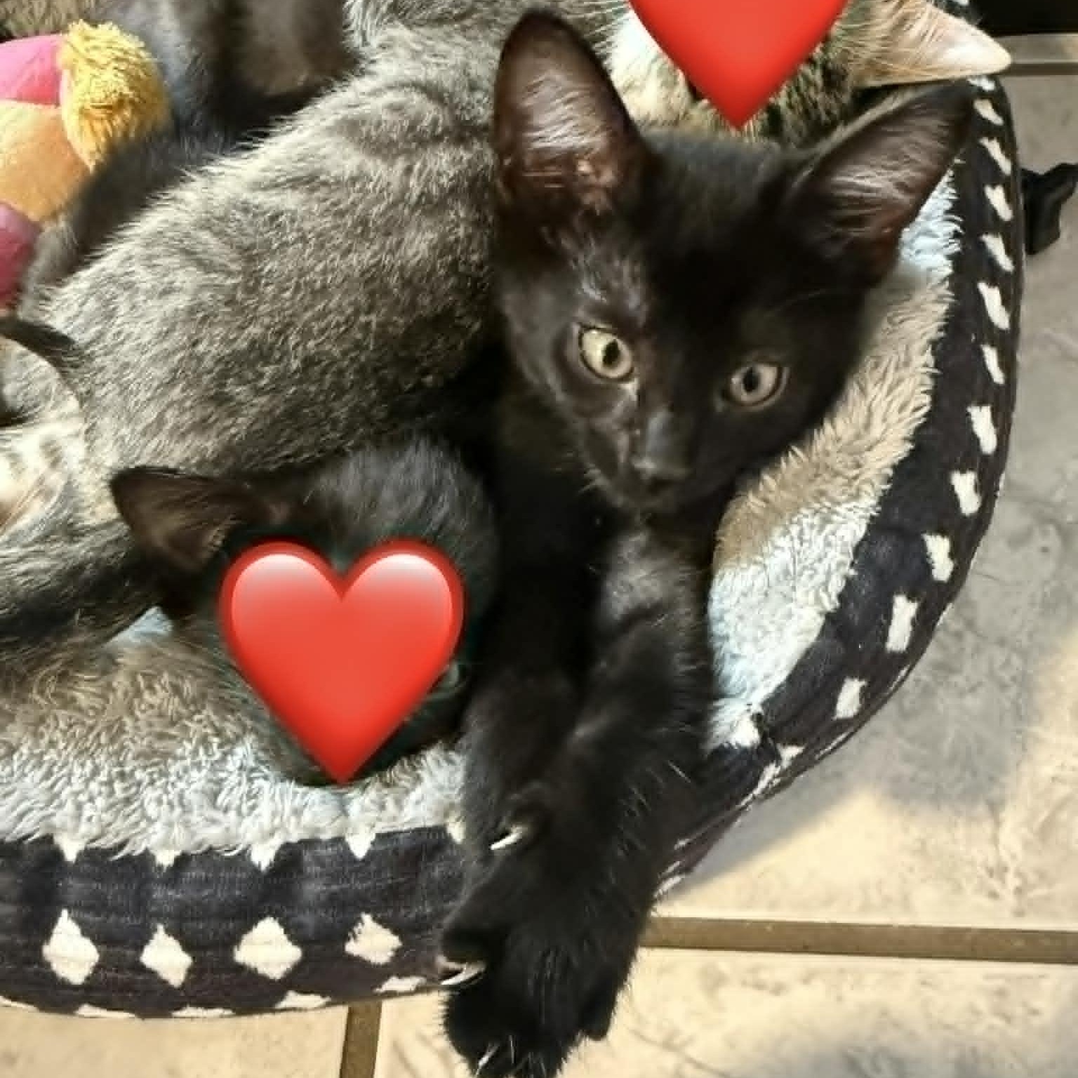 Enlarge Grub, a ADOPTABLE Domestic Short Hair in Colcord, OK image 3/4