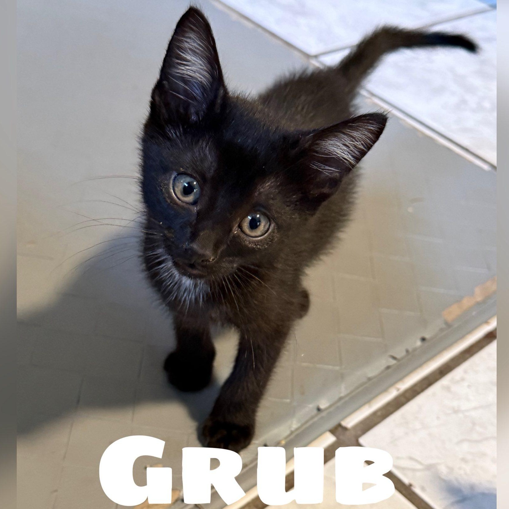 Enlarge Grub, a ADOPTABLE Domestic Short Hair in Colcord, OK image 1/4