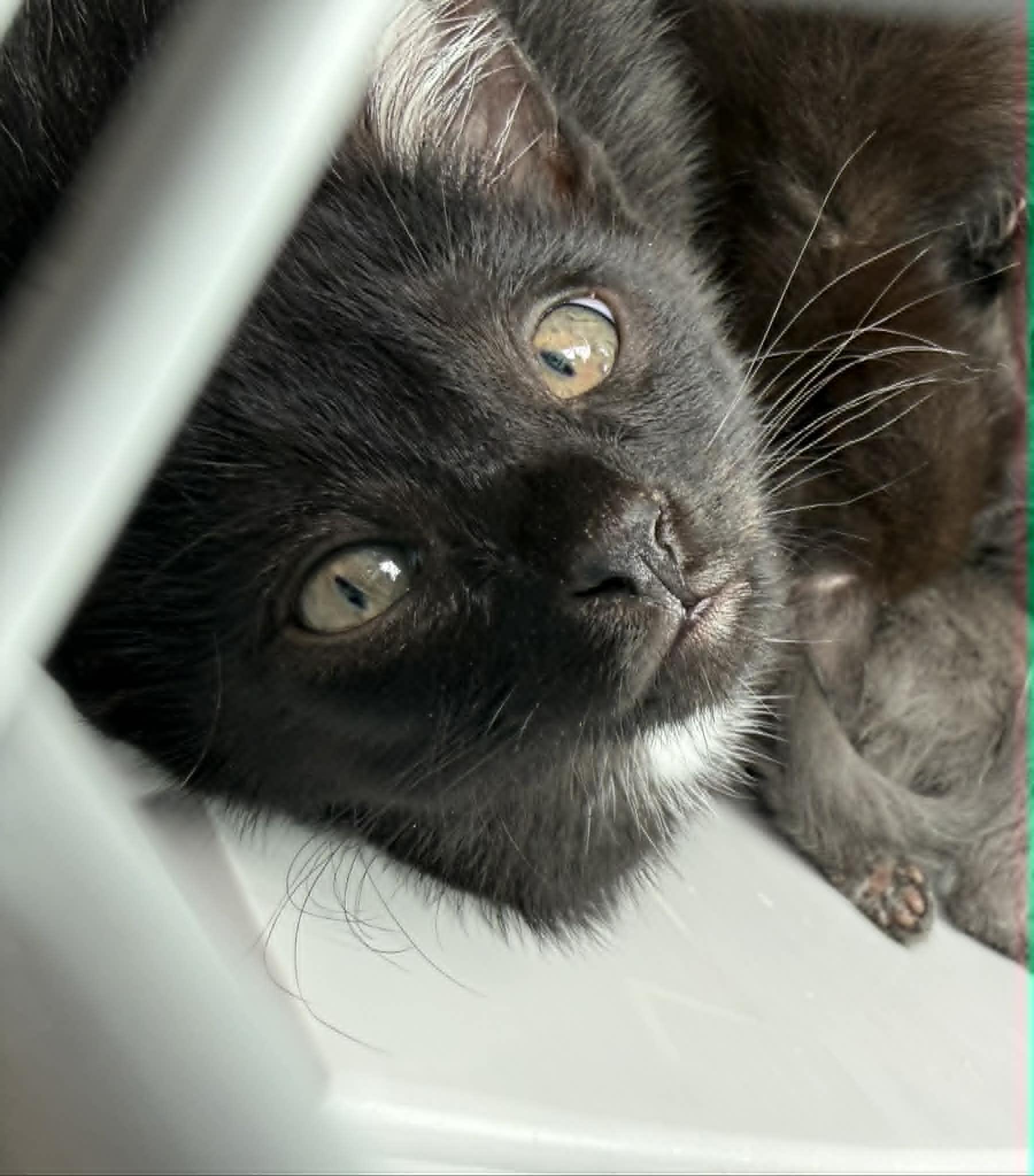 Enlarge Grub, a ADOPTABLE Domestic Short Hair in Colcord, OK image 2/4