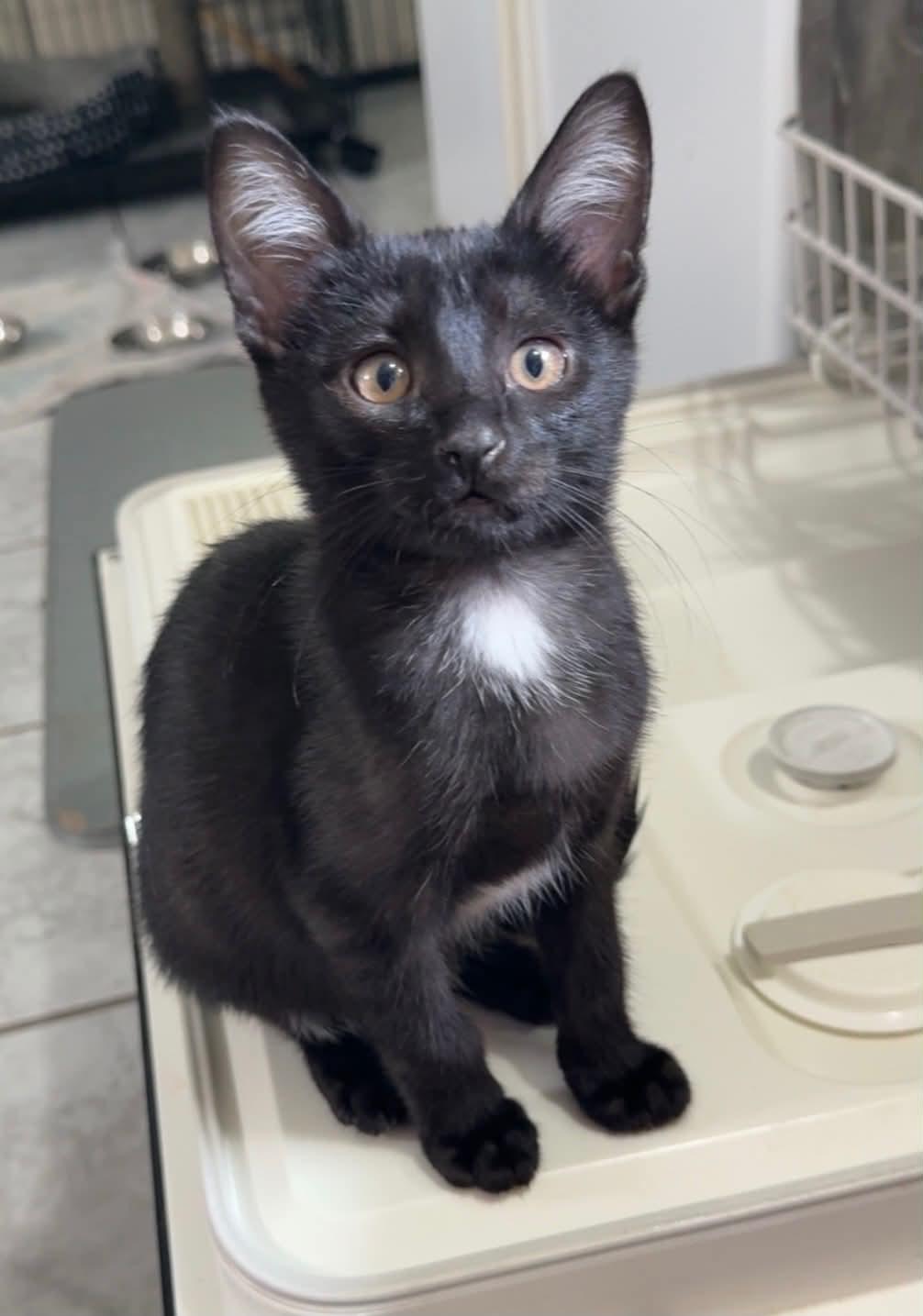 Grub (Mongo), adopted, Kitten Male Domestic Short Hair.