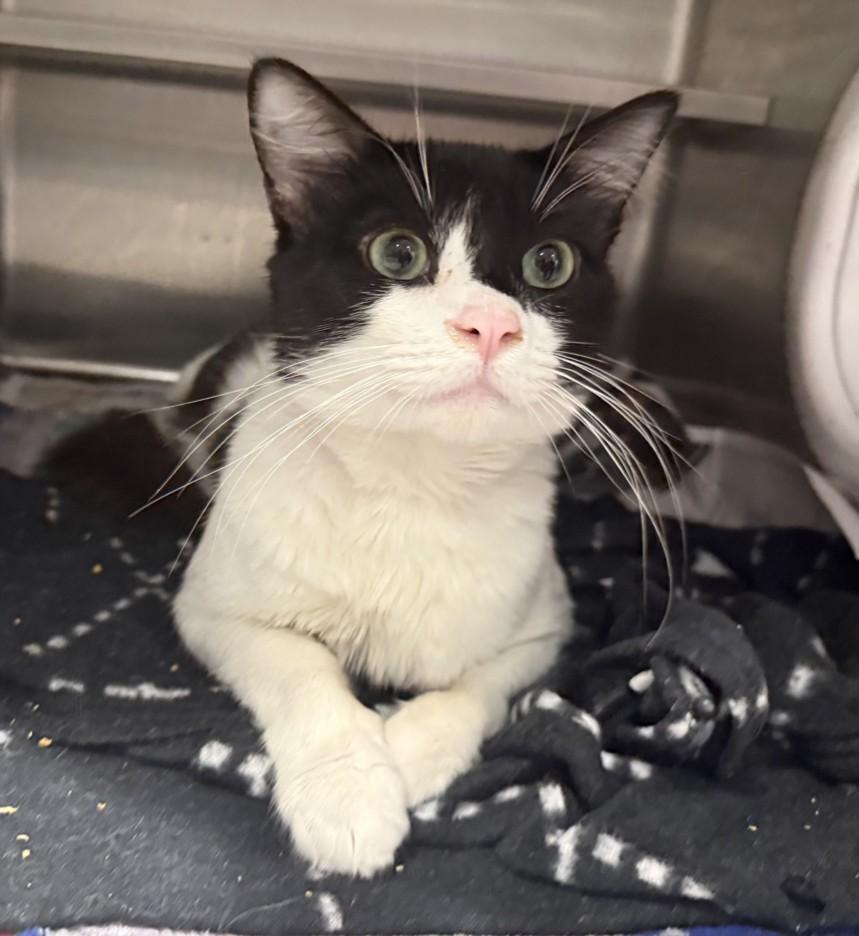 Enlarge LOUIS, a Adoptable Domestic Short Hair in Chatsworth, CA image 1/1