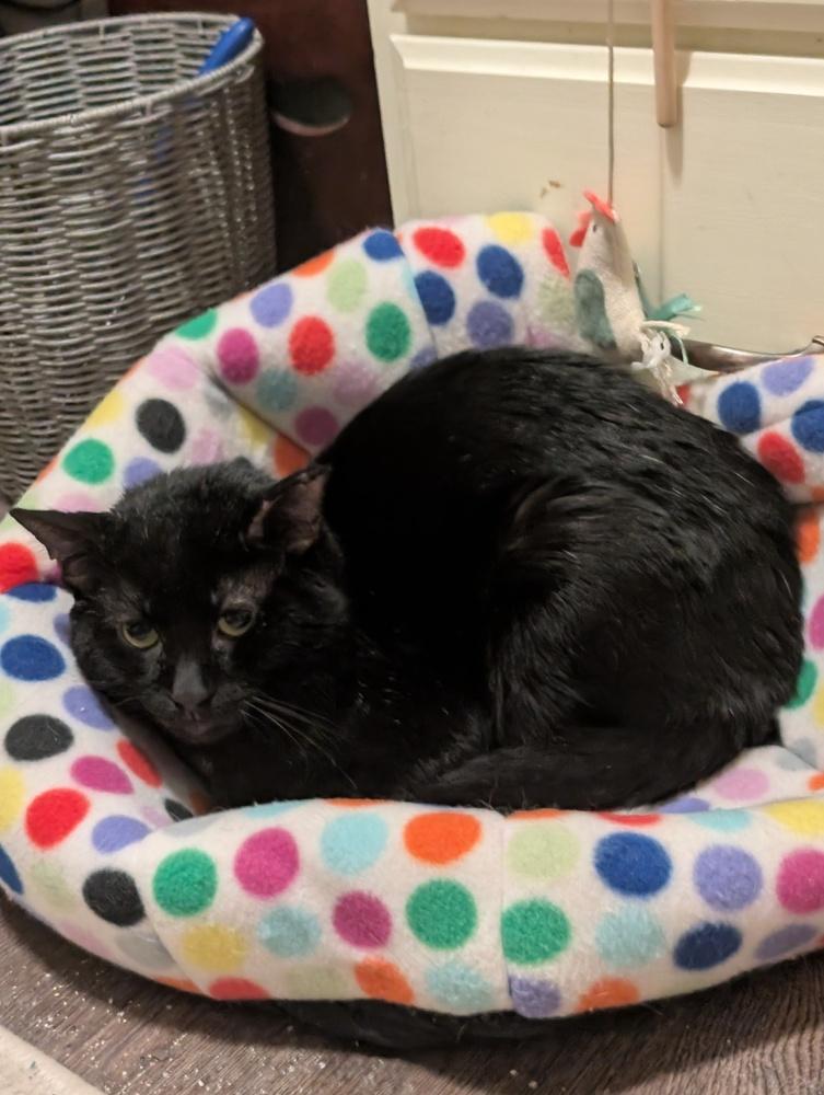 Enlarge Harry Potter, a Adoptable Domestic Short Hair in Springdale, PA image 1/4