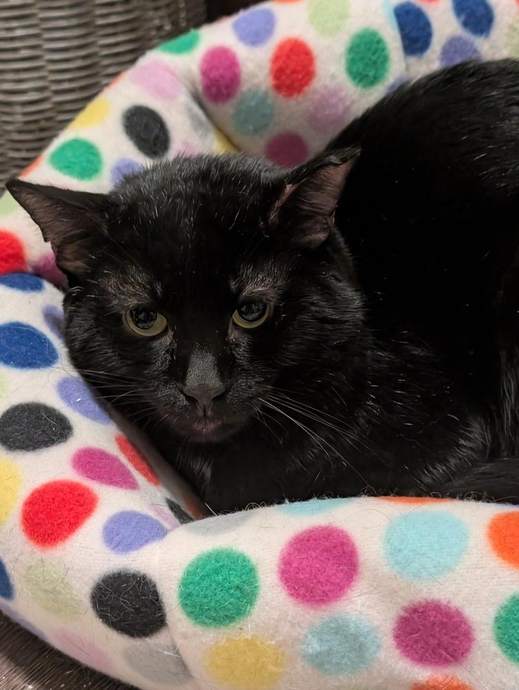 Enlarge Harry Potter, a Adoptable Domestic Short Hair in Springdale, PA image 2/4