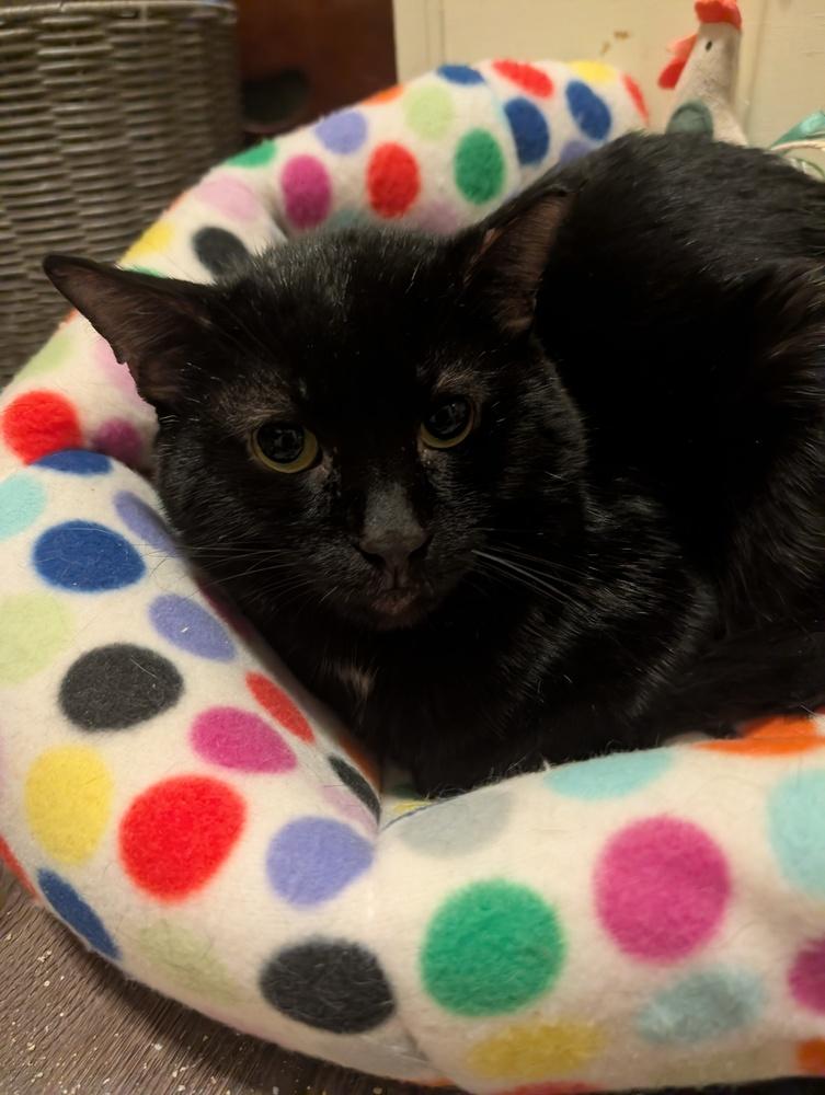 Enlarge Harry Potter, a Adoptable Domestic Short Hair in Springdale, PA image 3/4