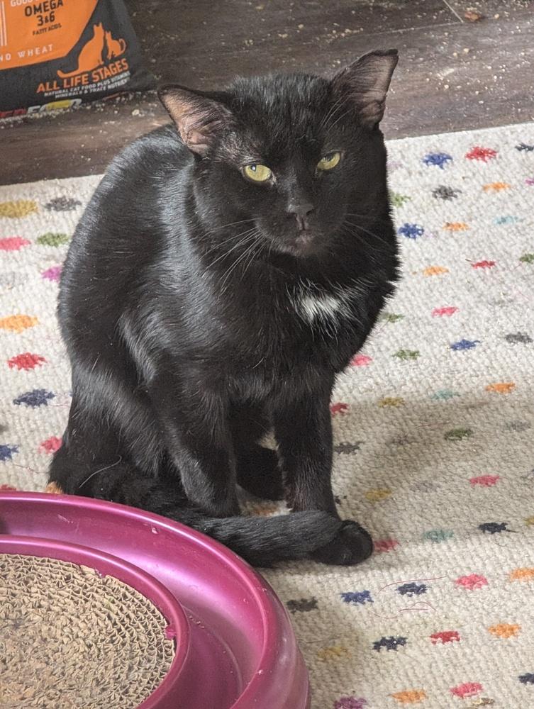 Enlarge Harry Potter, a Adoptable Domestic Short Hair in Springdale, PA image 4/4