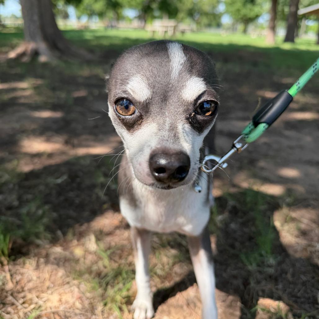 Koda C-34345, Adoptable, Adult Male Chihuahua.