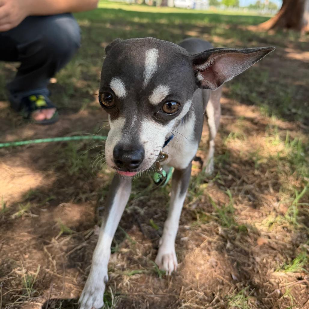 Koda C-34345, a Adoptable Chihuahua in Oklahoma City, OK image 2/5