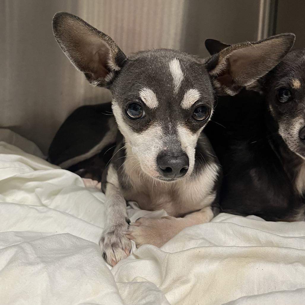 Koda C-34345, Adoptable, Adult Male Chihuahua.
