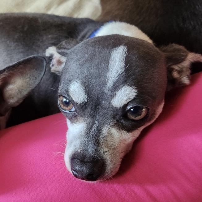 Koda C-34345, a Adoptable Chihuahua in Oklahoma City, OK image 1/2