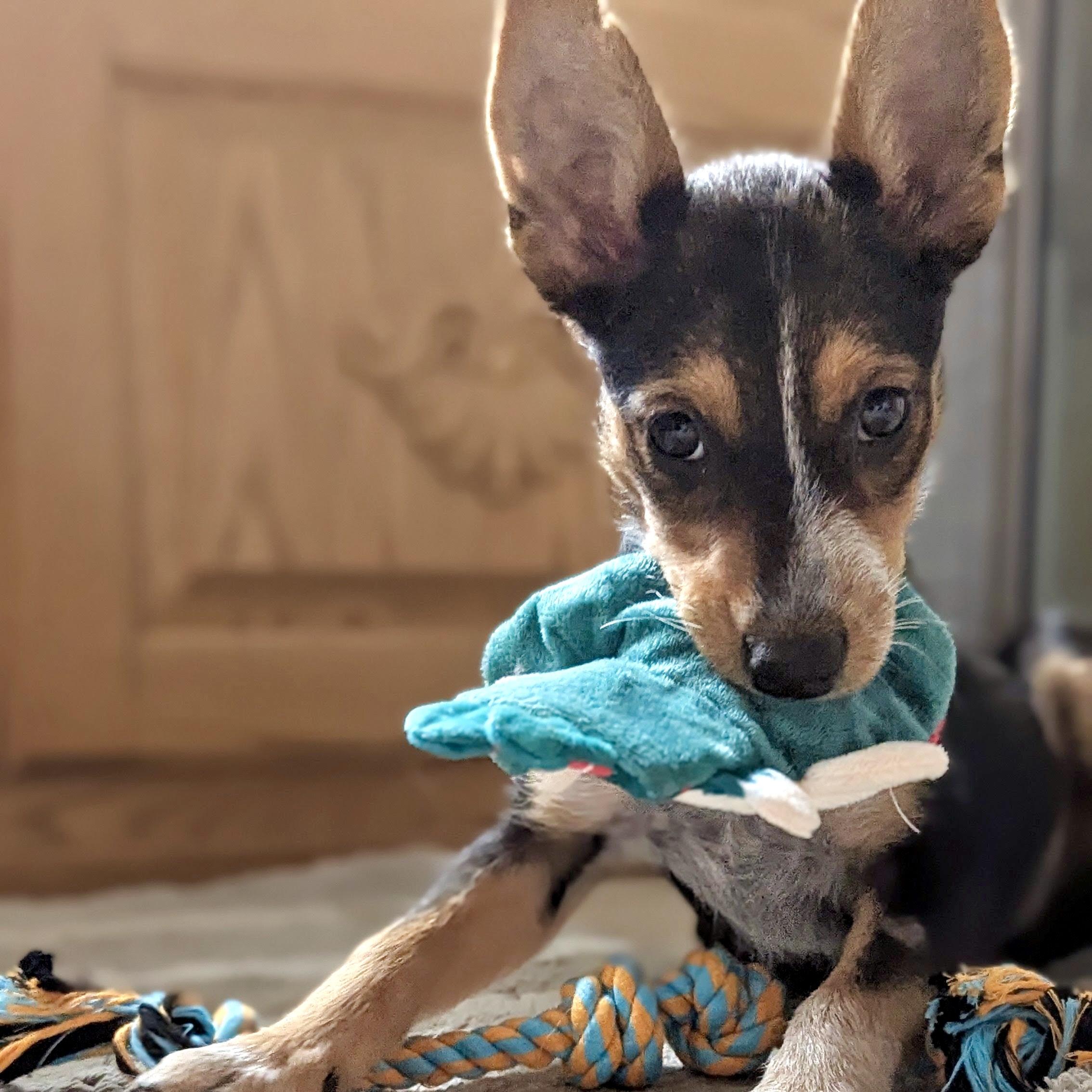 Skippy thumbnail 4