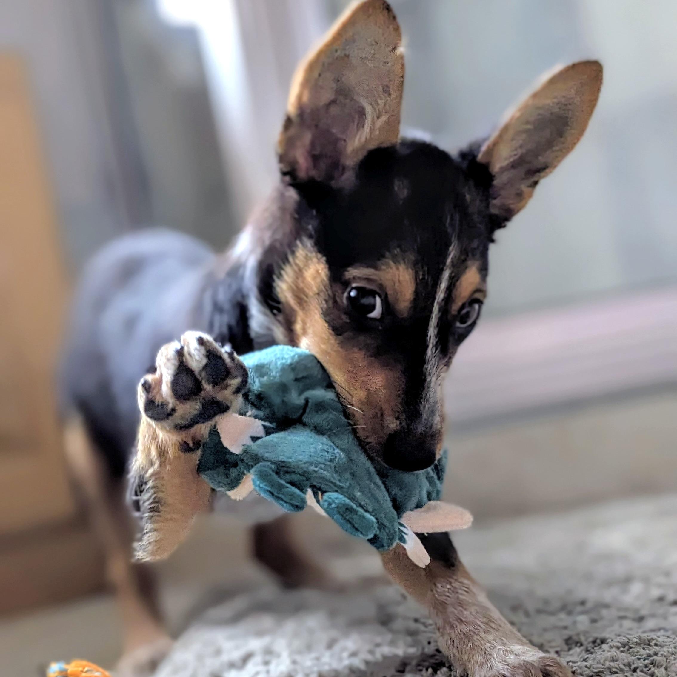 Skippy thumbnail 3