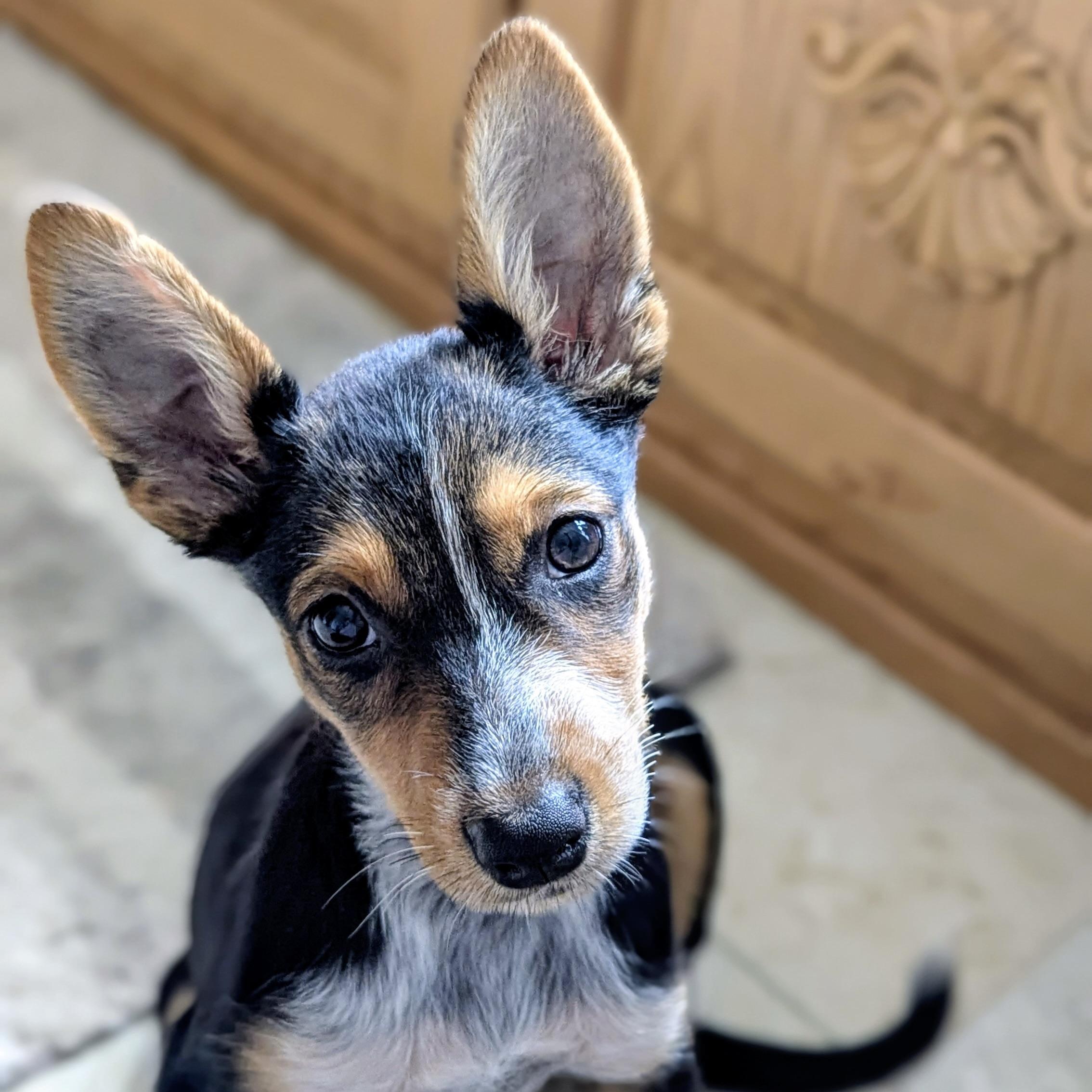 Skippy