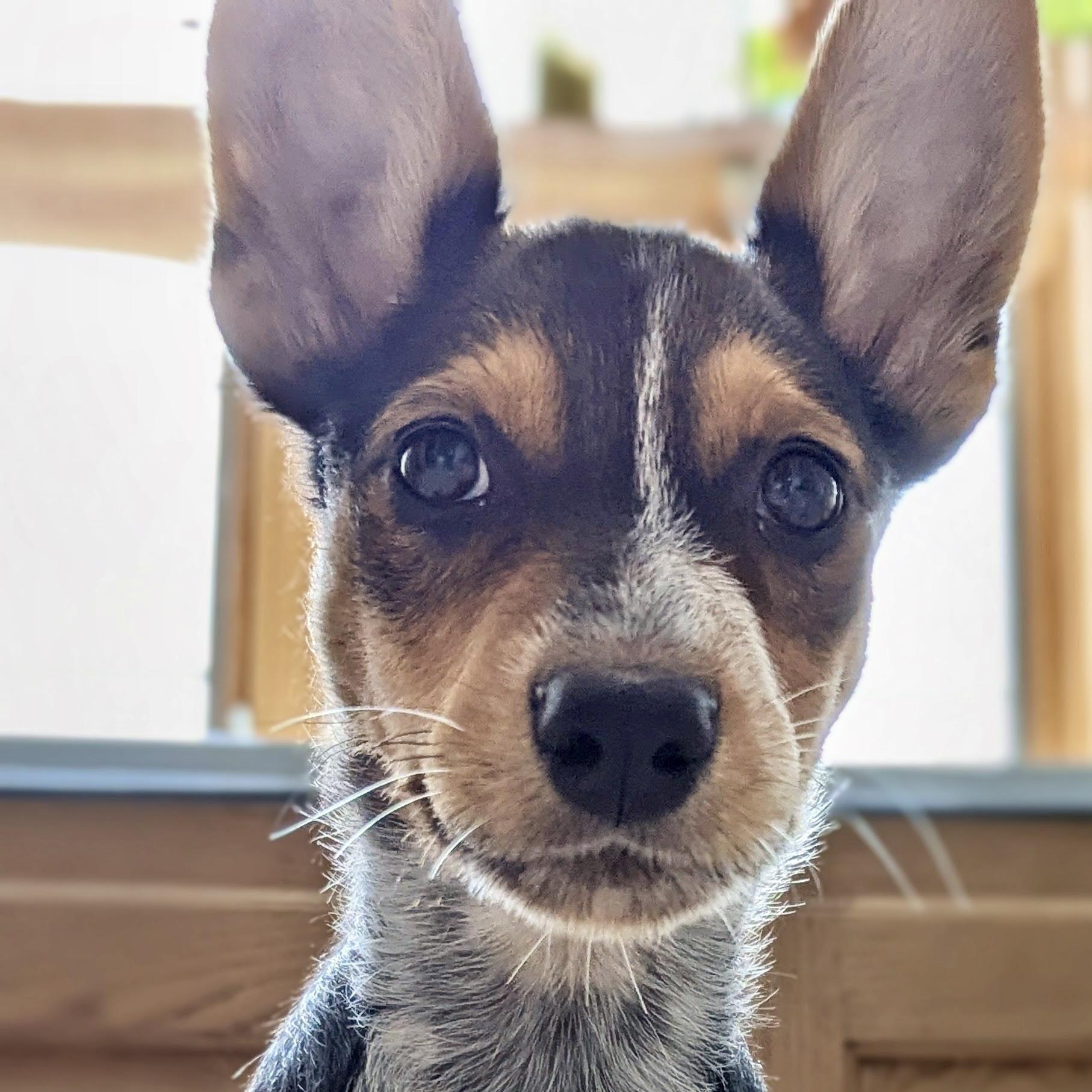 Skippy thumbnail 2