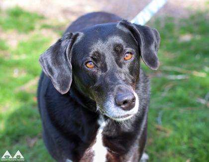 Leila, a Adoptable mixed breed in Lowell, MA image 2/3