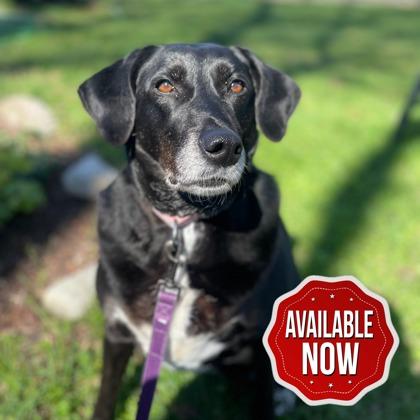 Leila, a Adoptable mixed breed in Lowell, MA image 3/3