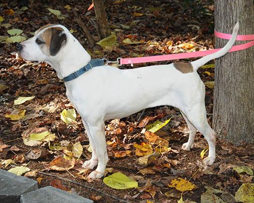 Enlarge Bailey, a Adoptable mixed breed in Lake Wylie, SC image 4/6
