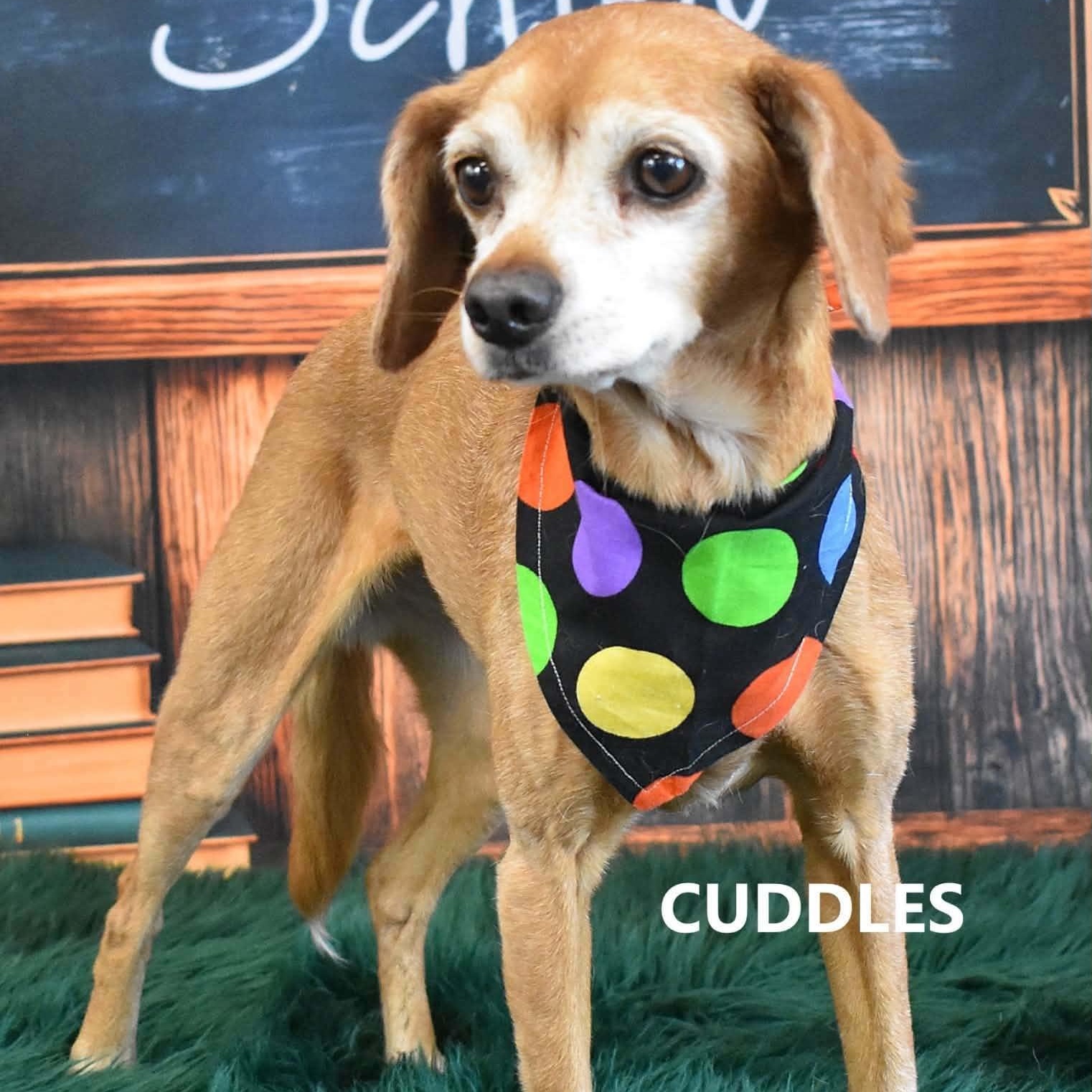 CUDDLES, adopted, Senior Female Dachshund (Long Haired).