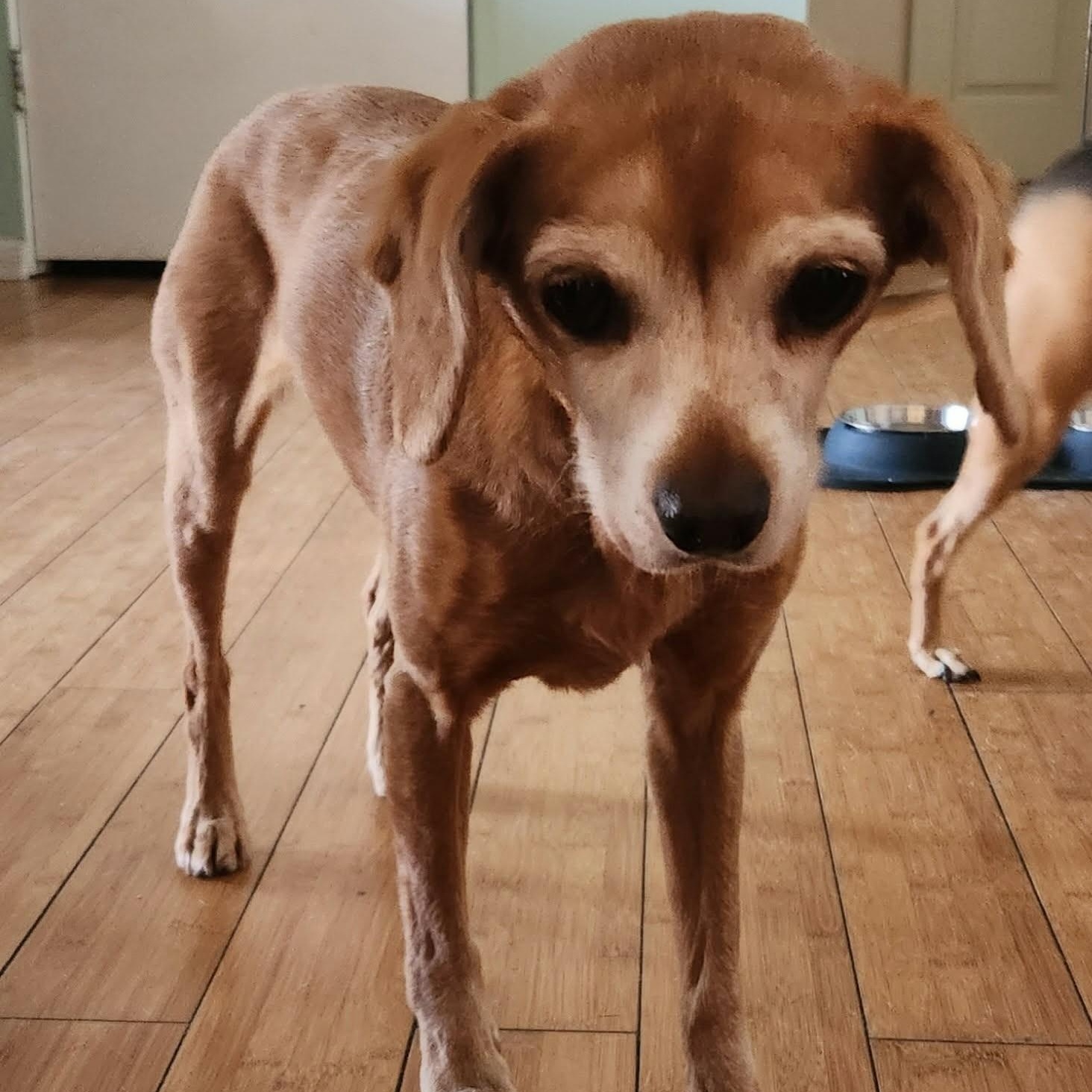 Enlarge CUDDLES, an adopted Dachshund (Long Haired) in Marana, AZ image 4/4