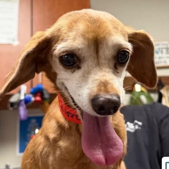 Enlarge CUDDLES, an adopted Dachshund (Long Haired) in Marana, AZ image 2/4