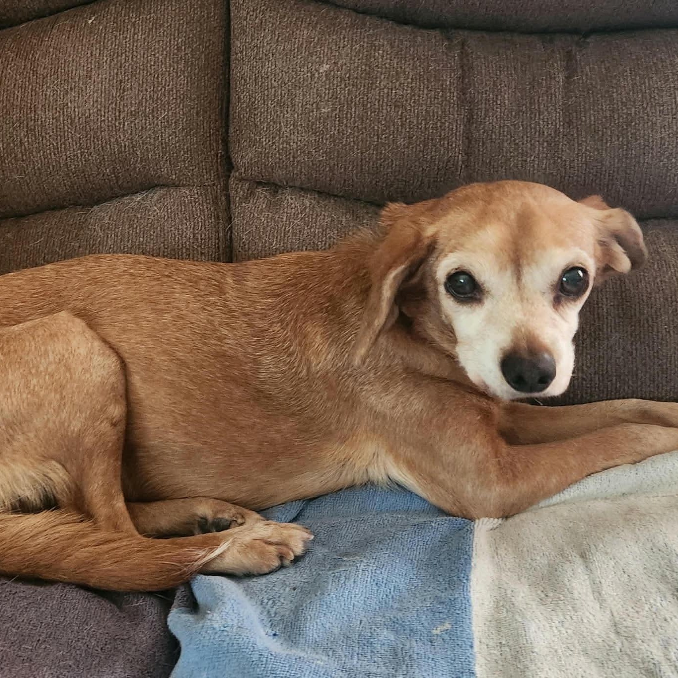Enlarge CUDDLES, an adopted Dachshund (Long Haired) in Marana, AZ image 3/4