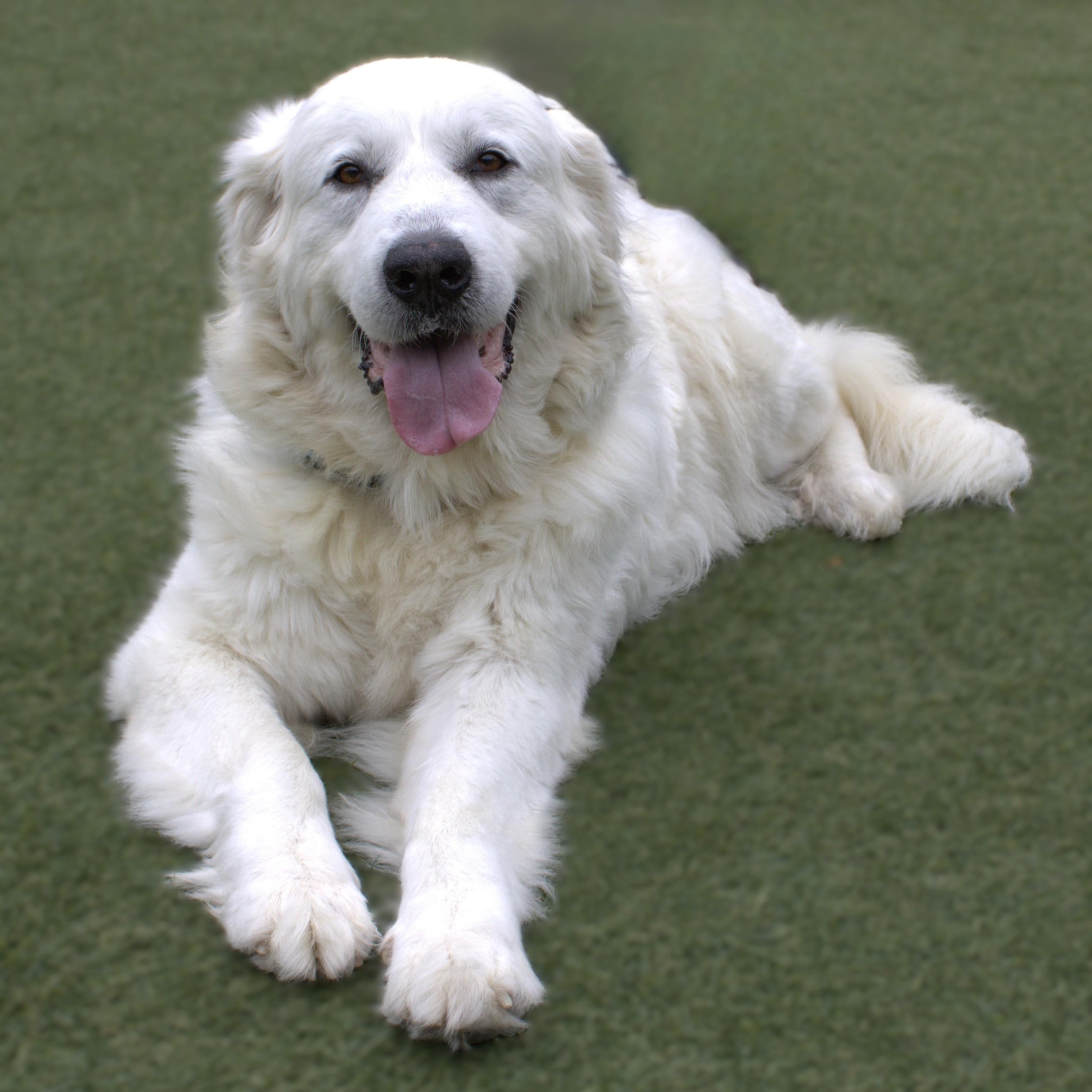Enlarge Lucy P, a ADOPTABLE Great Pyrenees in Atlanta, GA image 3/4