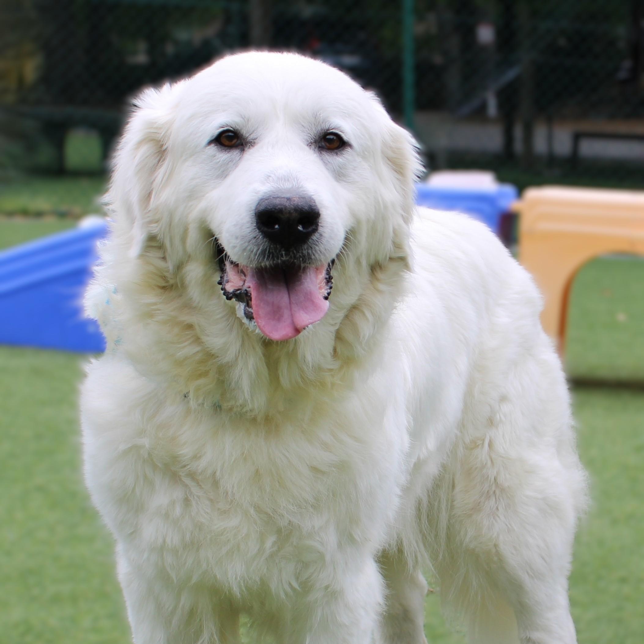 Lucy P, ADOPTABLE, Adult Female Great Pyrenees.