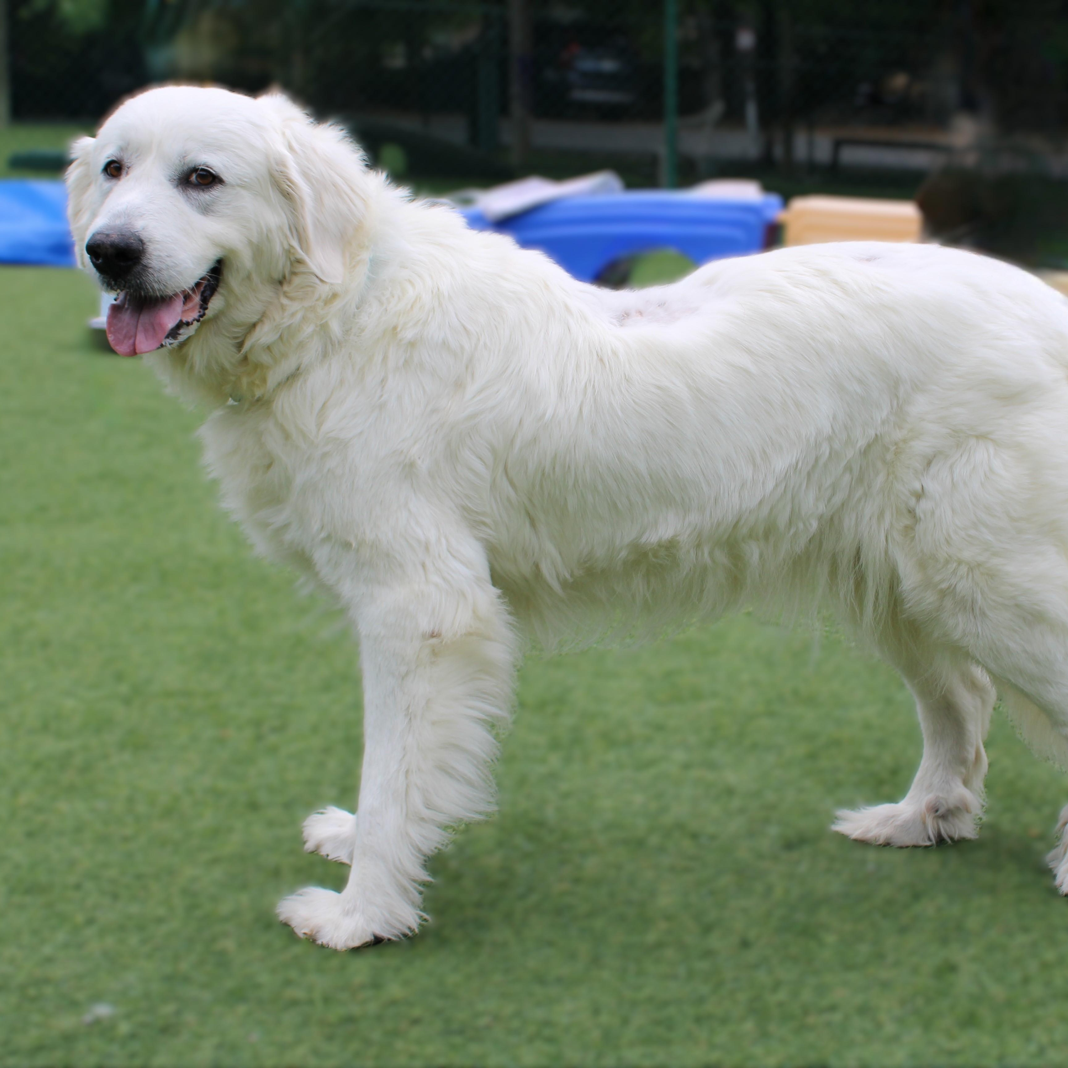 Enlarge Lucy P, a ADOPTABLE Great Pyrenees in Atlanta, GA image 2/4