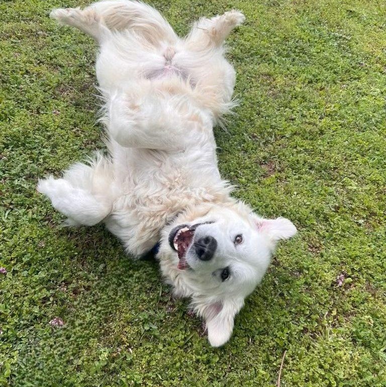 Enlarge Lucy P, a ADOPTABLE Great Pyrenees in Atlanta, GA image 4/4