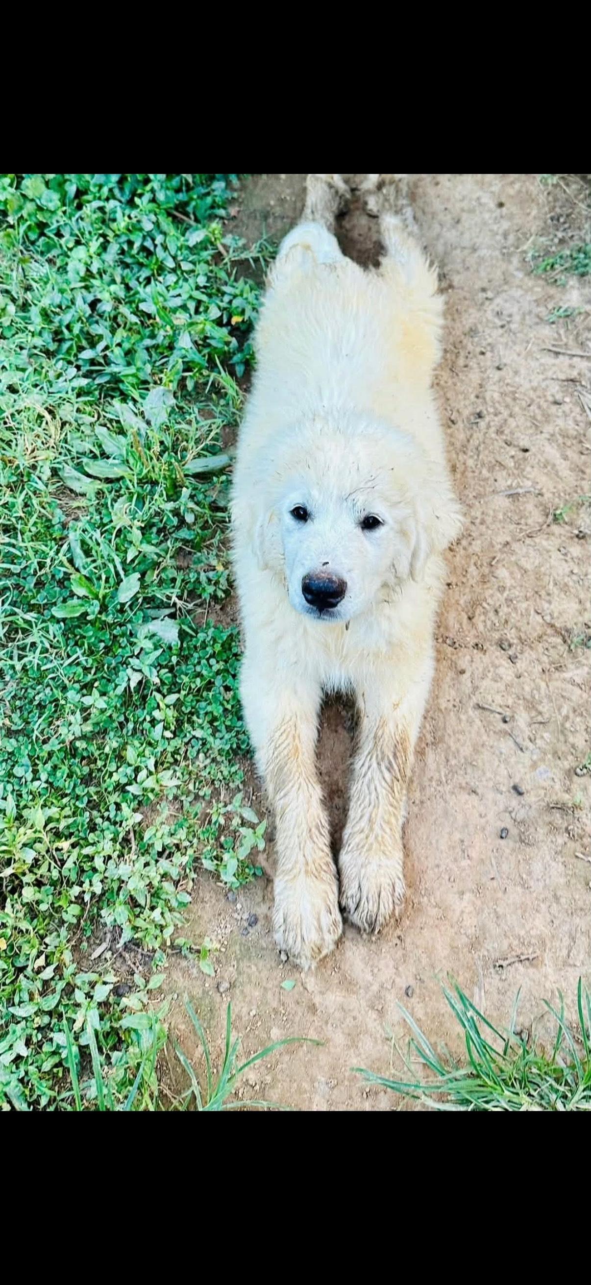 Enlarge Luke, an adopted mixed breed in Pine Knoll Shores, NC image 3/3
