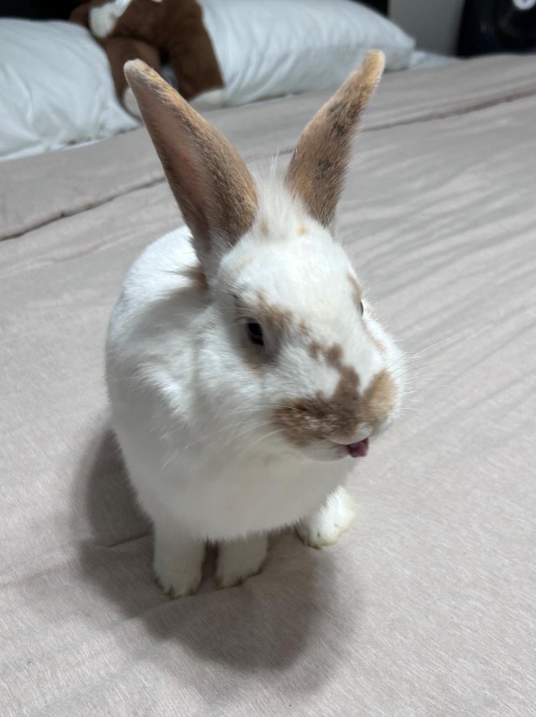 Sammy (Courtesy Post), a ADOPTABLE American in West Chester, OH image 3/3