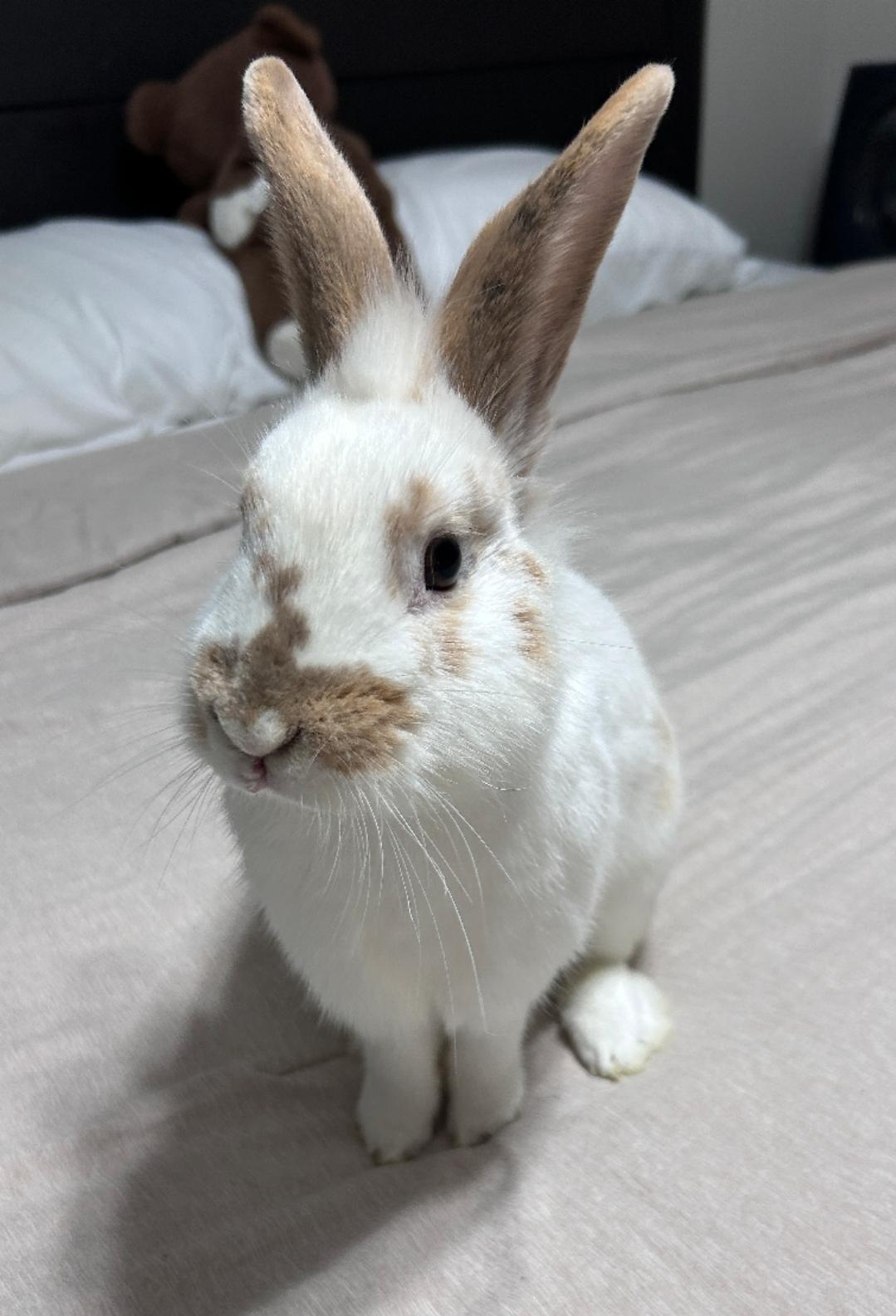 Sammy (Courtesy Post), ADOPTABLE, Adult Male American.