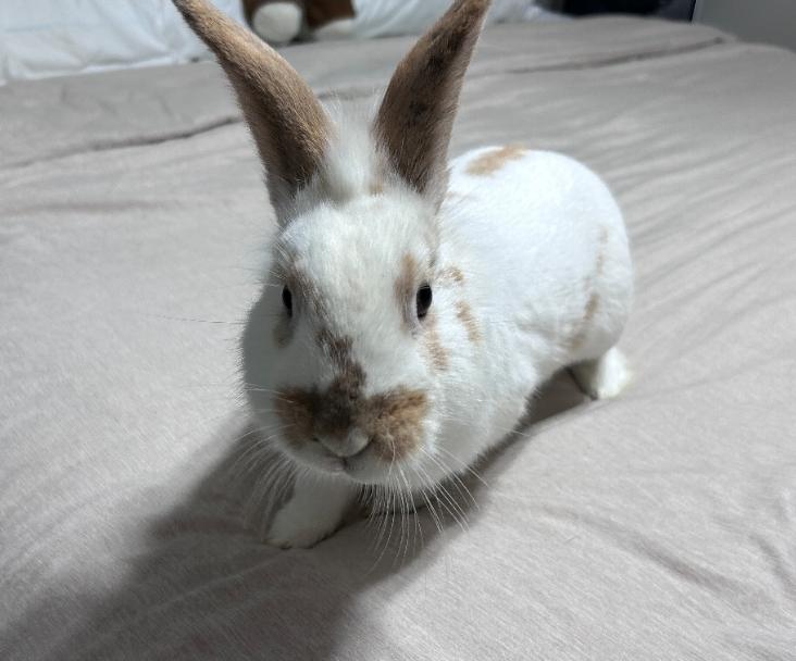 Sammy (Courtesy Post), a ADOPTABLE American in West Chester, OH image 2/3