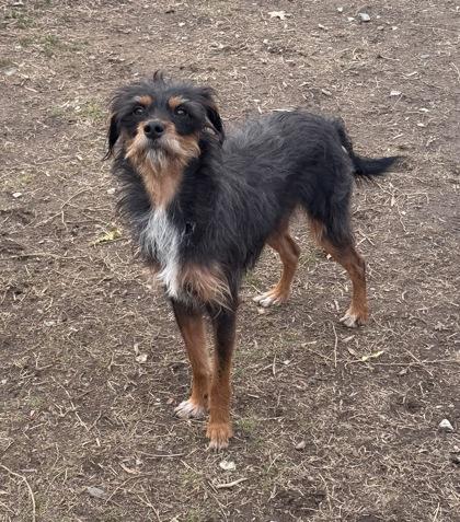 Niko — thumbnail 2