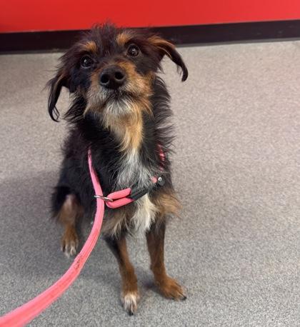 Niko — thumbnail 3