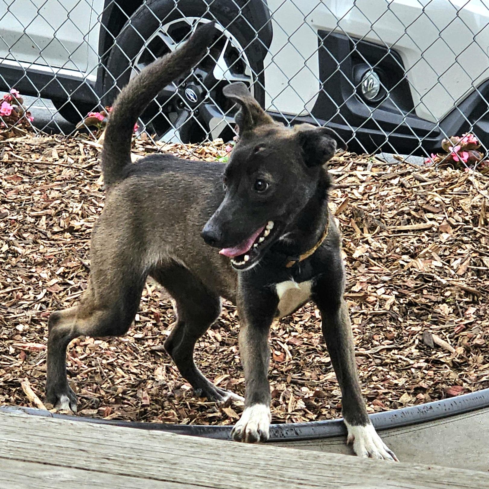 Wendy, a Adoptable mixed breed in Ringwood, NJ image 5/6