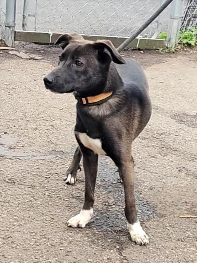 Wendy, a Adoptable mixed breed in Ringwood, NJ image 2/6