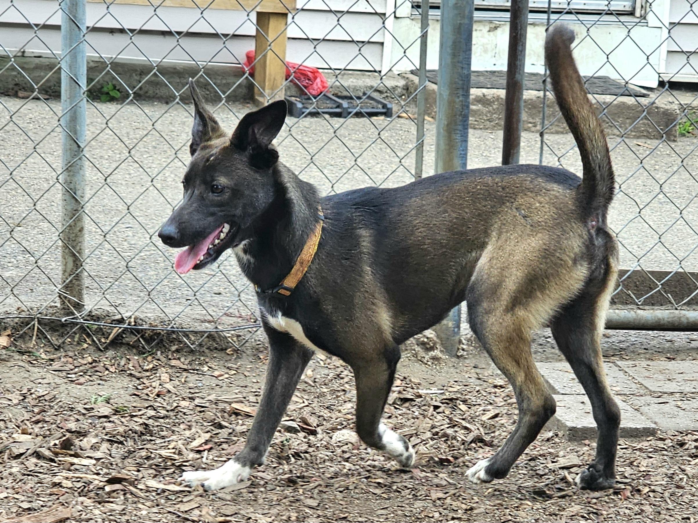 Wendy, a Adoptable mixed breed in Ringwood, NJ image 6/6