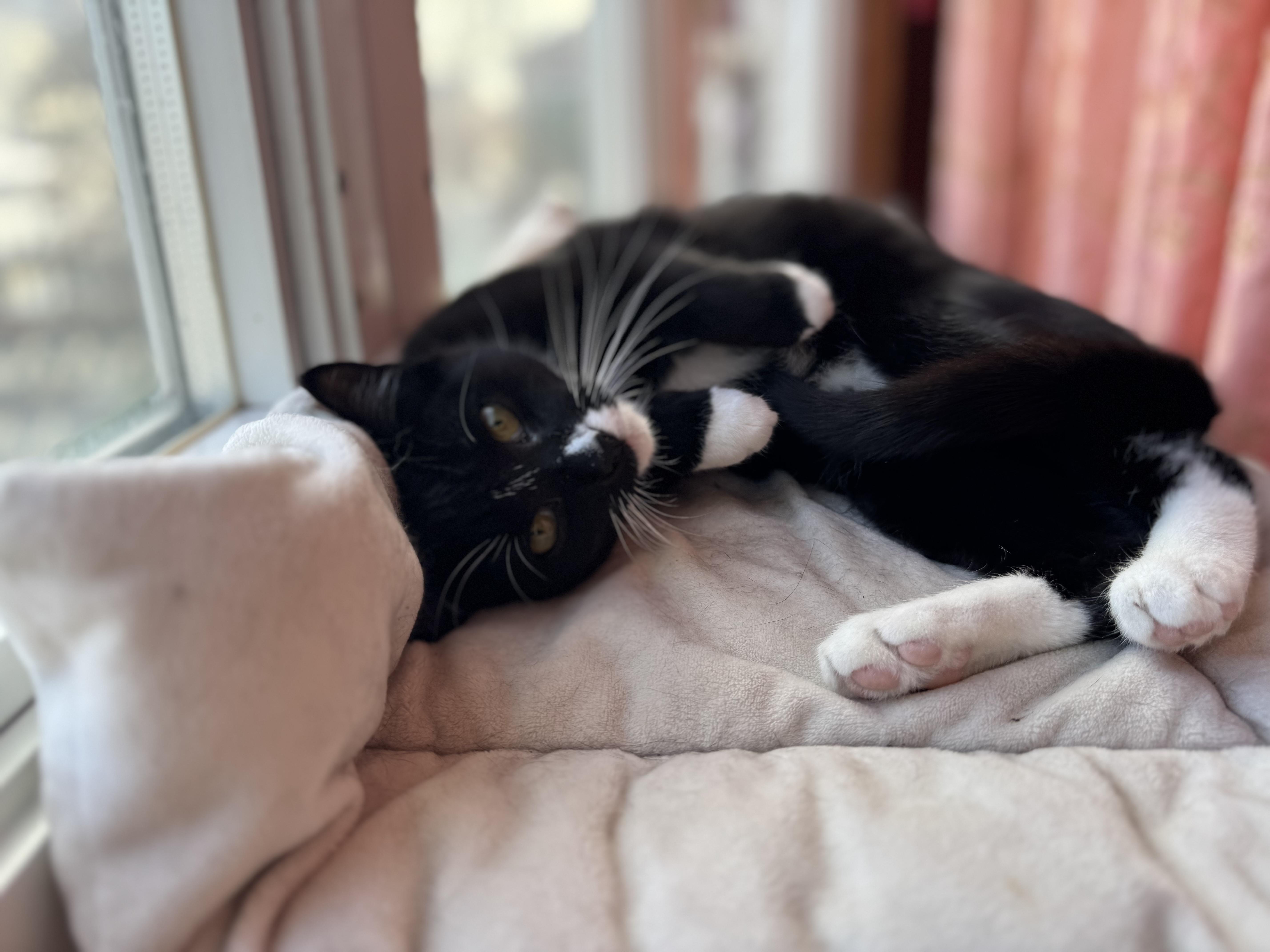 Cookie, a ADOPTABLE Domestic Short Hair in South Ozone Park, NY image 1/4