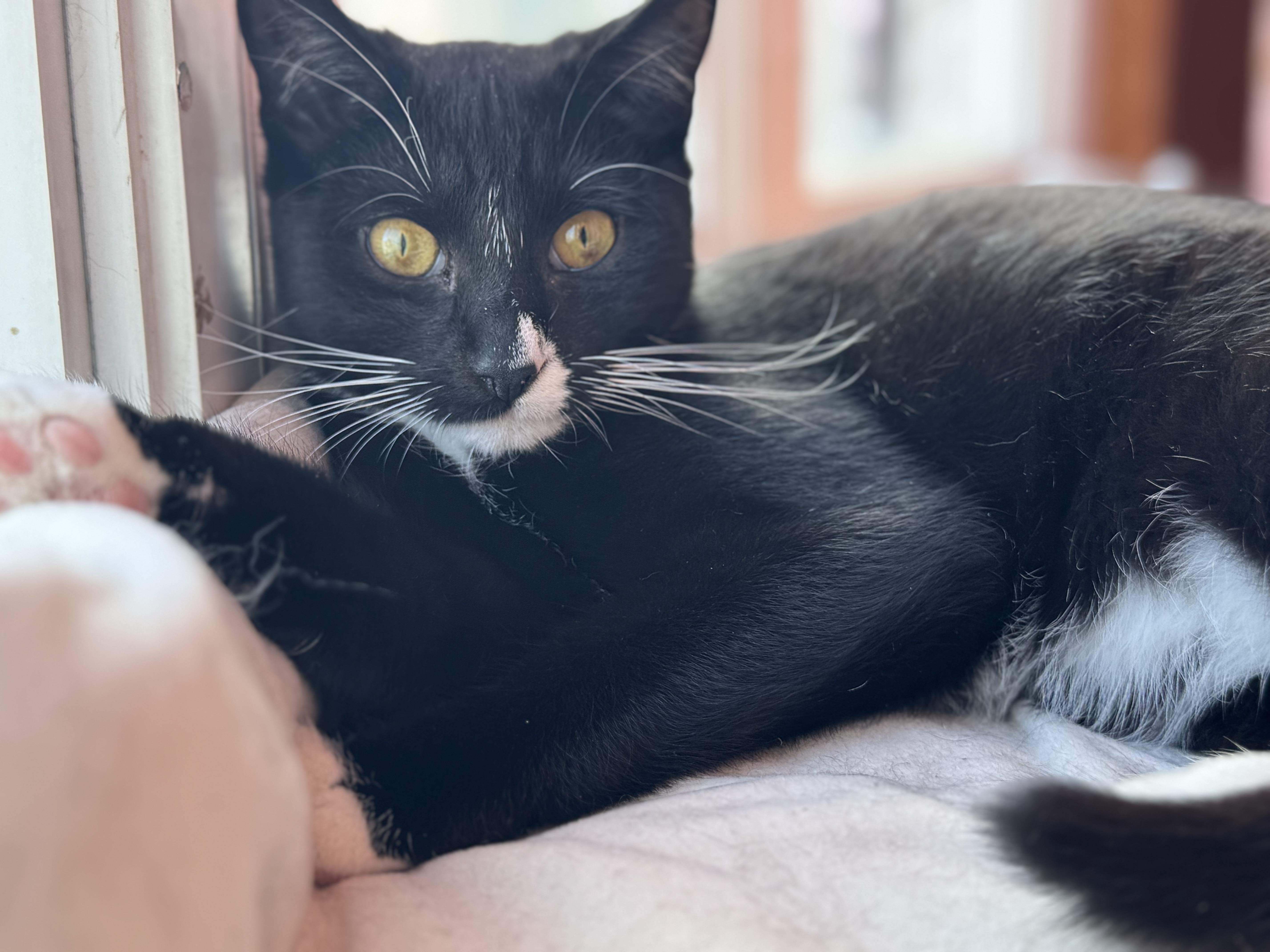 Cookie, ADOPTABLE, Young Male Domestic Short Hair.