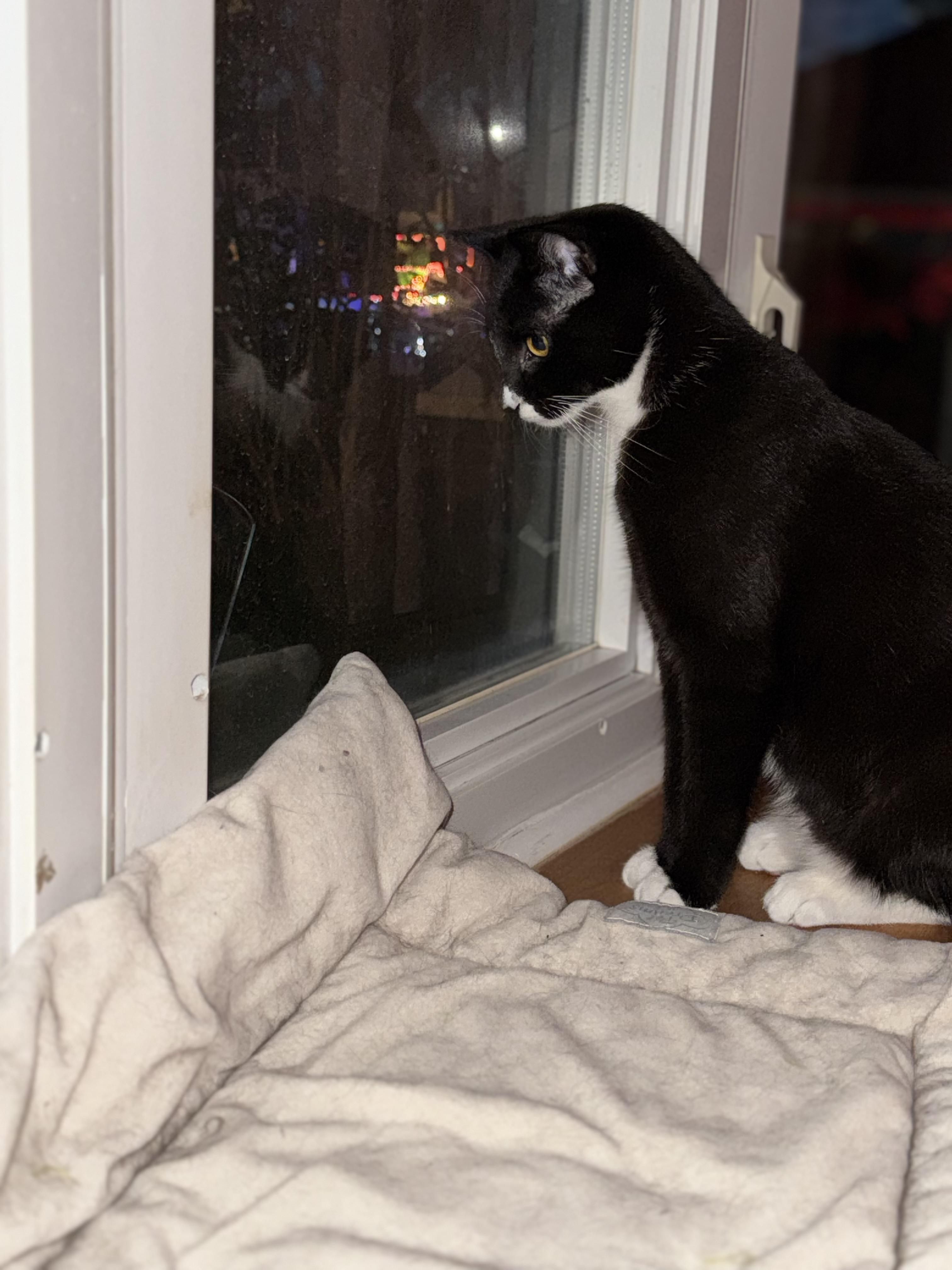 Cookie, a ADOPTABLE Domestic Short Hair in South Ozone Park, NY image 3/4