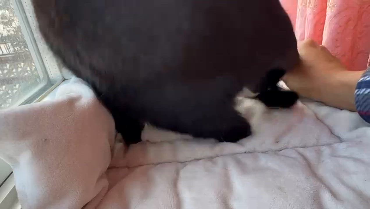 Enlarge Cookie, a ADOPTABLE Domestic Short Hair in South Ozone Park, NY video 4/4