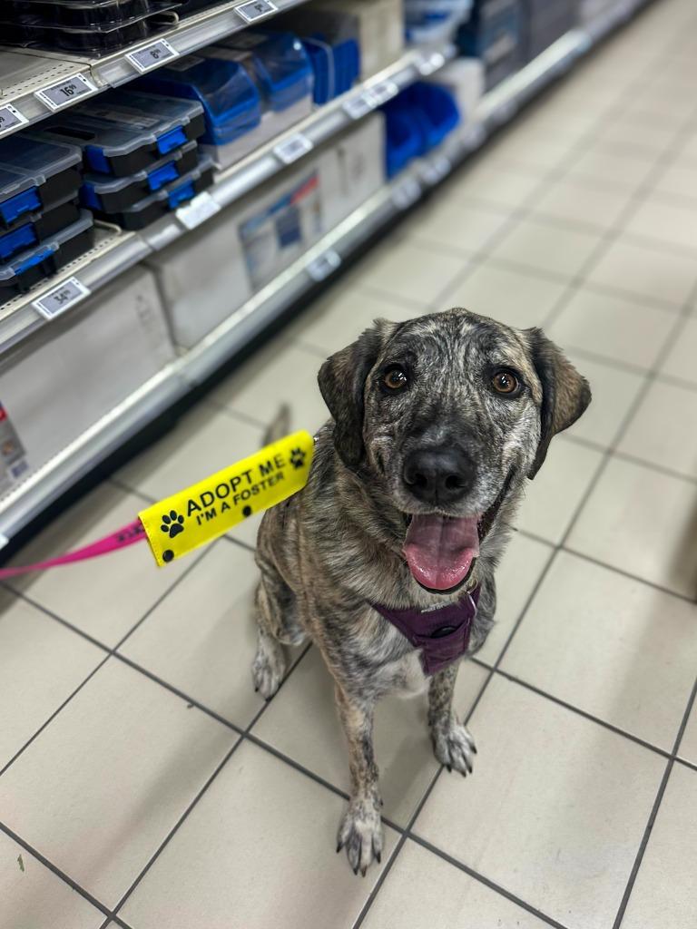 Dolly Pawton (Diamond), Adoptable, Adult Female Black Mouth Cur & Maremma Sheepdog.