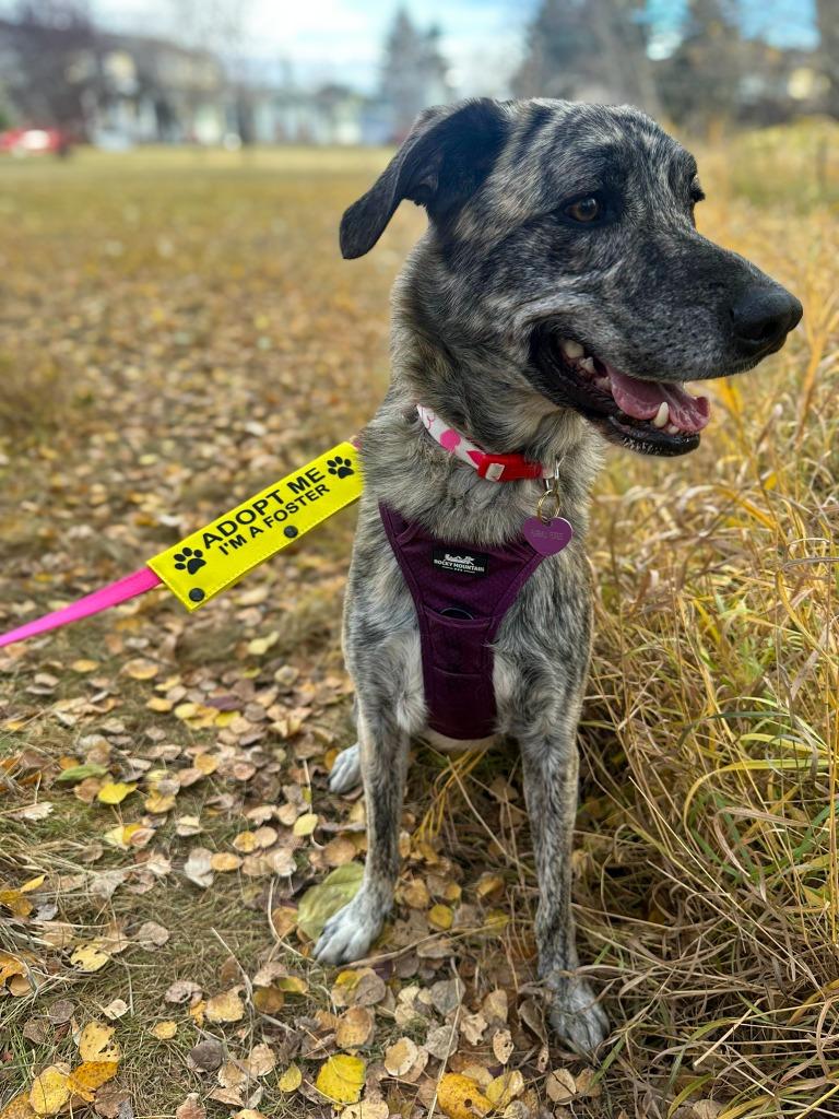 Enlarge Dolly Pawton (Diamond), a Adoptable mixed breed in Calgary, AB image 2/6